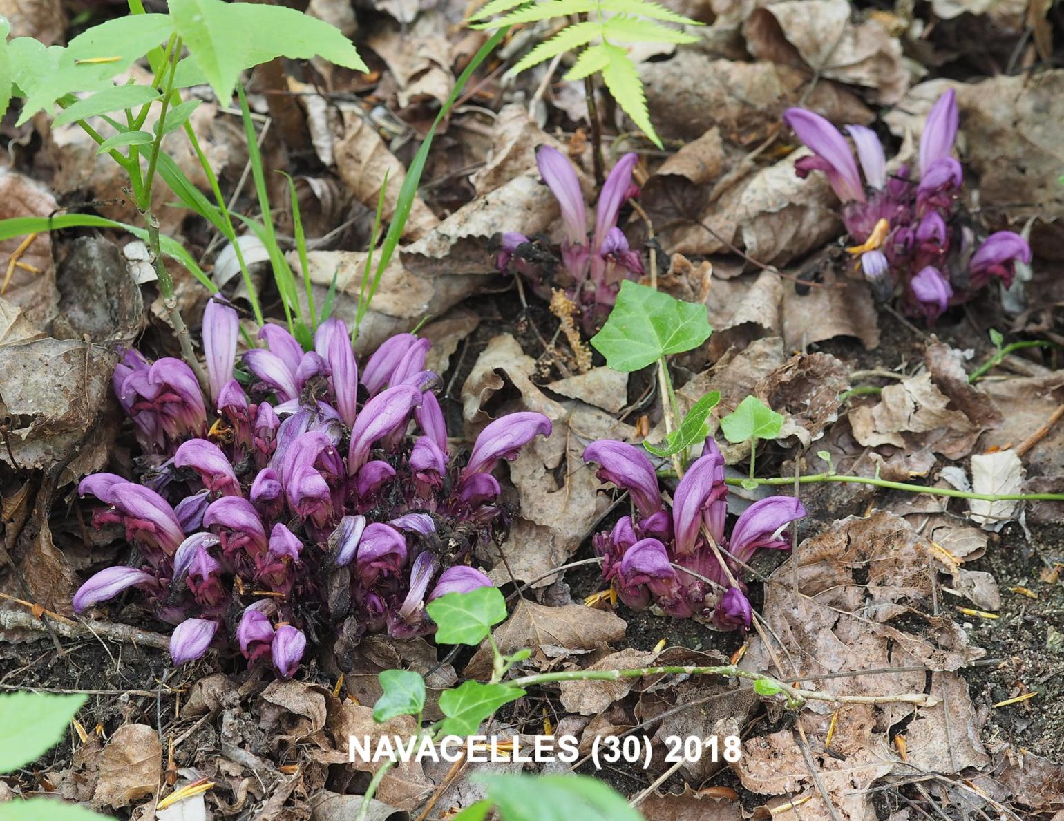 Toothwort, Purple